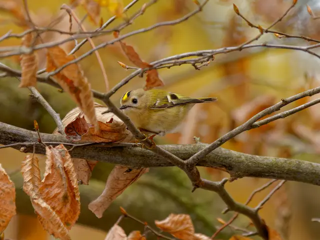 Wintergoldhähnchen | Foto: Eigenes Bild TB