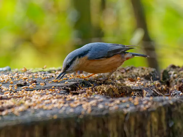 Kleiber | Foto: Eigenes Bild TB