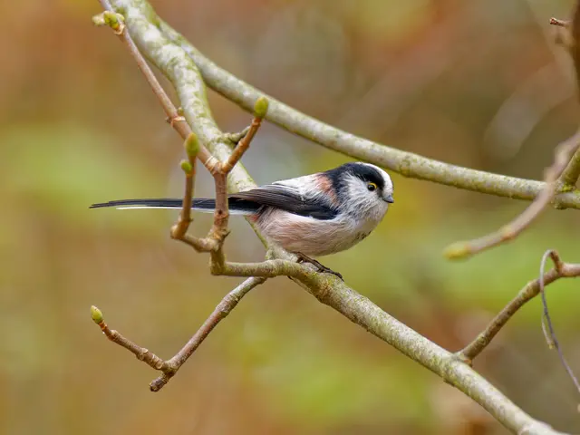 Schwanzmeise | Foto: Eigenes Bild TB