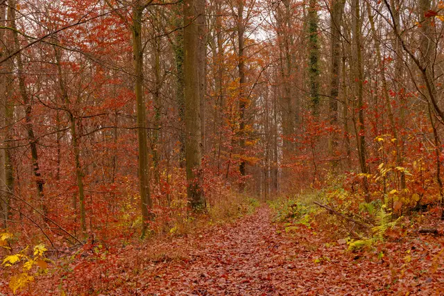 Herbst im Wald | Foto: Eigenes Bild TB