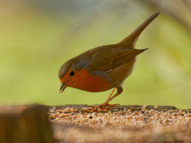 Rotkelchen | Foto: Eigenes Bild TB