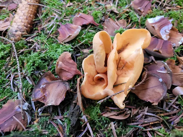 Das Eselsohr | Foto: Hans Peter Schmitt