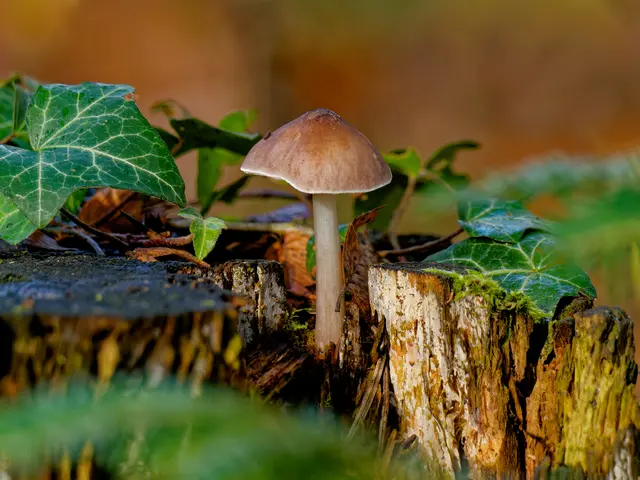 Foto: Eigenes Bild TB