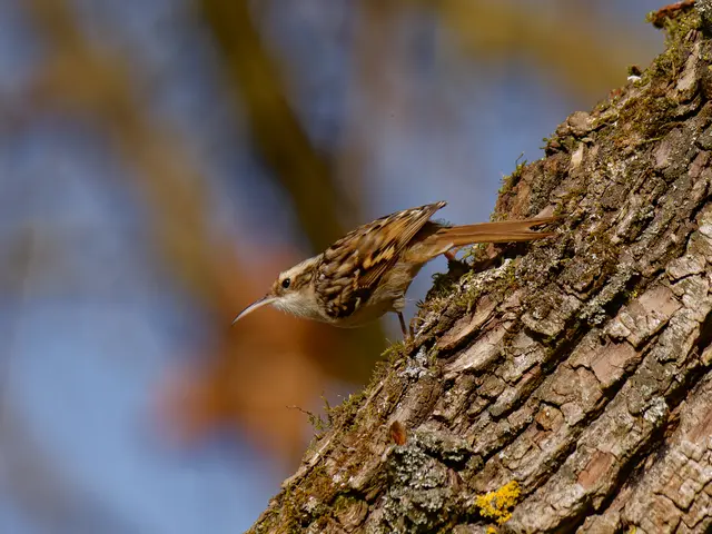 Baumläufer | Foto: Eigenes Bild TB
