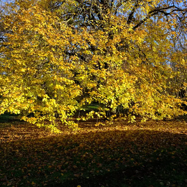 Foto: Eduard Warenik