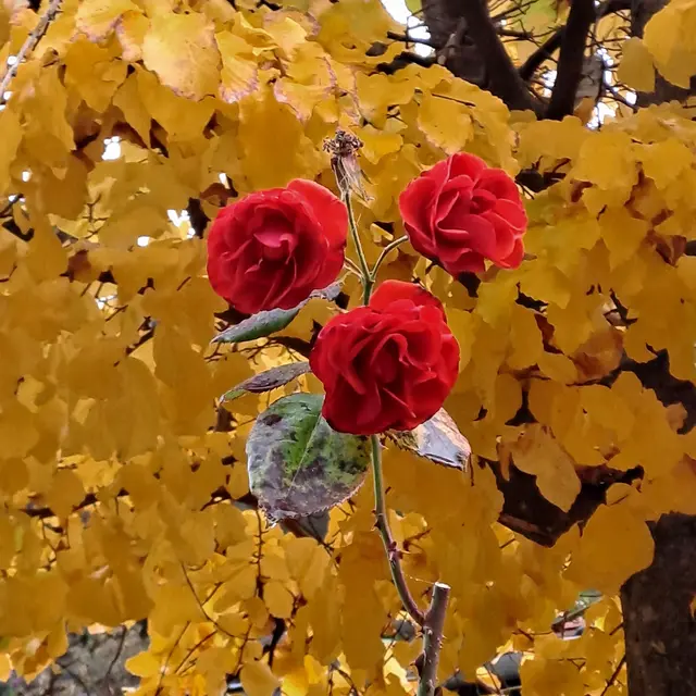 Foto: Eduard Warenik