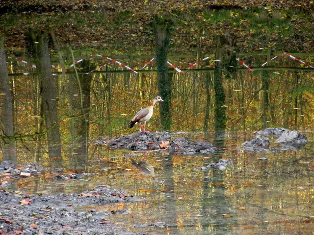 Die Nilgans interessiert sich weder für Stallpflicht, noch für irgendwelche Absperrungen | Foto: WandernGabyErich