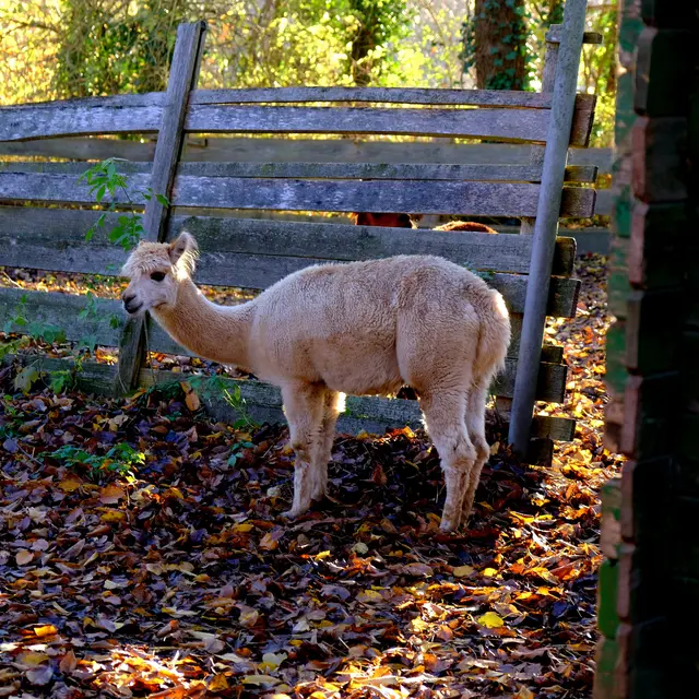 Foto: Eduard Warenik
