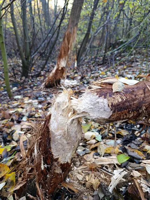Ob die Weiden wohl verschont werden? Naturschutz vs. Tierschutz | Foto: Aurelia Kling