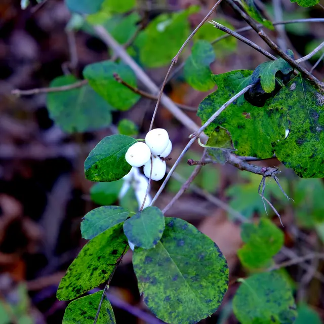 Foto: Eduard Warenik