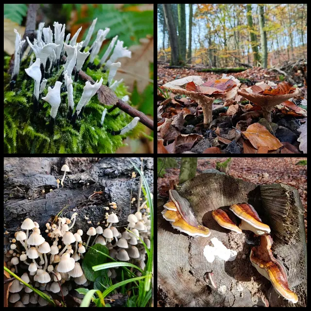 Pilzzeit | Foto: Aurelia Kling