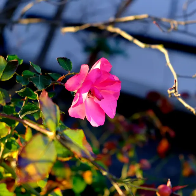 Foto: Eduard Warenik