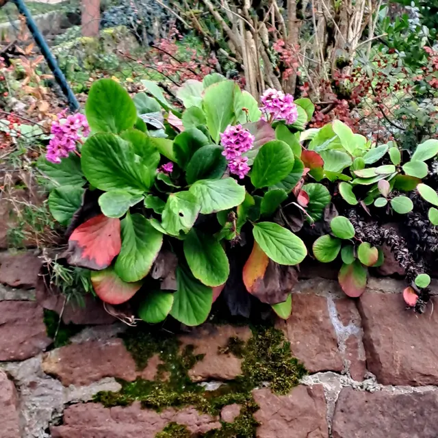 Foto: Eduard Warenik