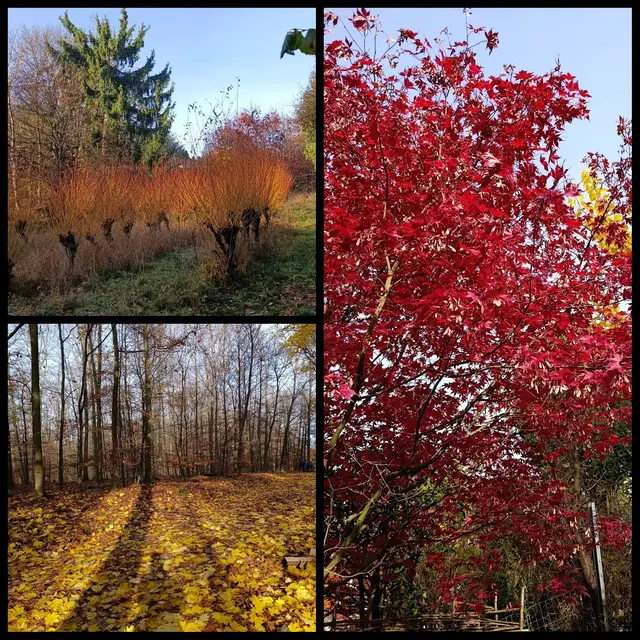Die bunteste Jahreszeit im Wald | Foto: Aurelia Kling
