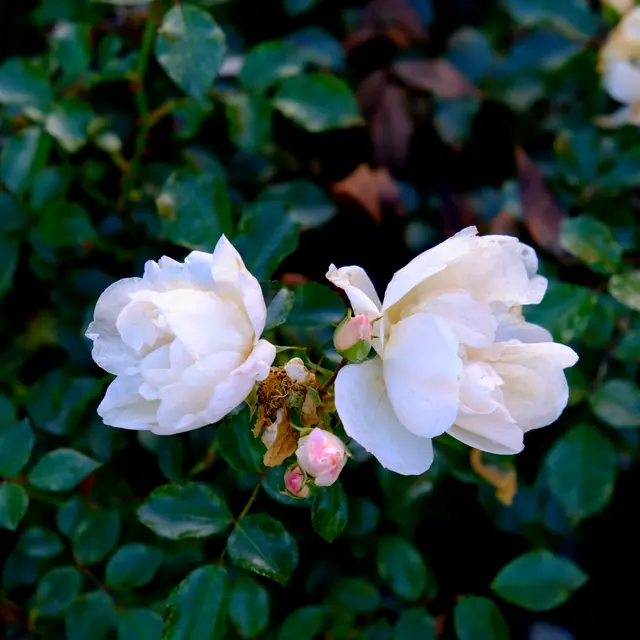 Foto: Eduard Warenik