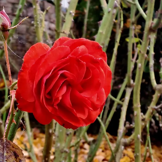 Foto: Eduard Warenik