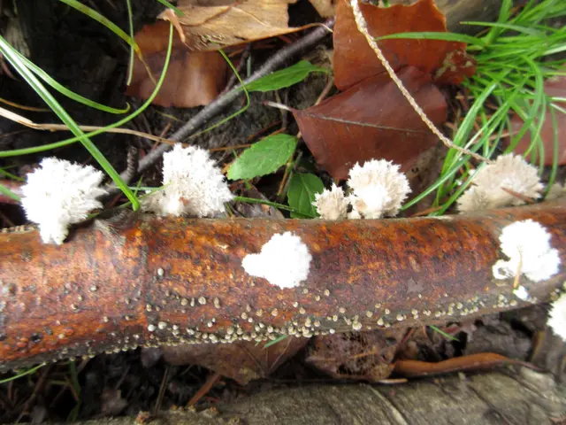 Etwas unscharf, es sind aber auch keine Wattebäuschle, sondern Pilze | Foto: WandernGabyErich