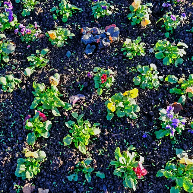 Foto: Eduard Warenik