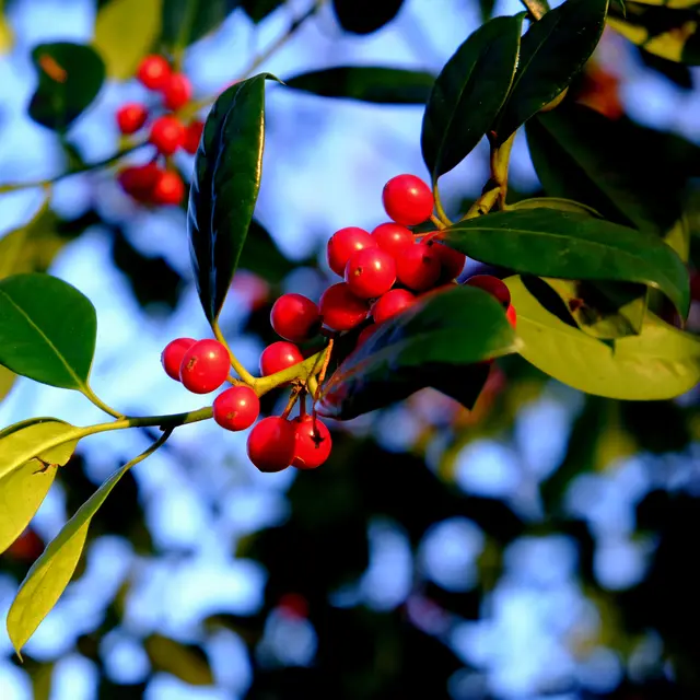 Foto: Eduard Warenik