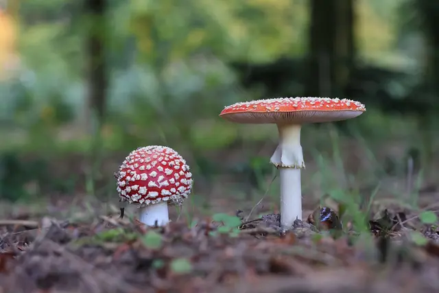 Stadium 3: Zwei Fliegenpilze in unterschiedlichen Wachstumsphasen. Der kleinere Pilz ist bereit, sich aufzufächern. Der größere Fruchtkörper hat seinen biologischen Zweck bereits fast erfüllt. Das heißt, die Lamellen haben das Sporenpulver freigegeben. | Foto: Uschi Dugulin