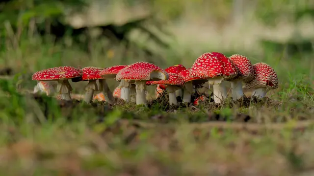 Fliegenpilze gibt es dieses Jahr viele. Diese schönen Exemplare hat Heimatreporterin Tanja Blind zwischen Brackenheim und Stockheim gefunden. | Foto: Tanja Blind