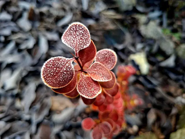 19.11.2025 -3°C 🥶 | Foto: Ralf Röser