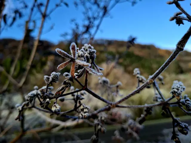 19.11.2025 -3°C 🥶 | Foto: Ralf Röser