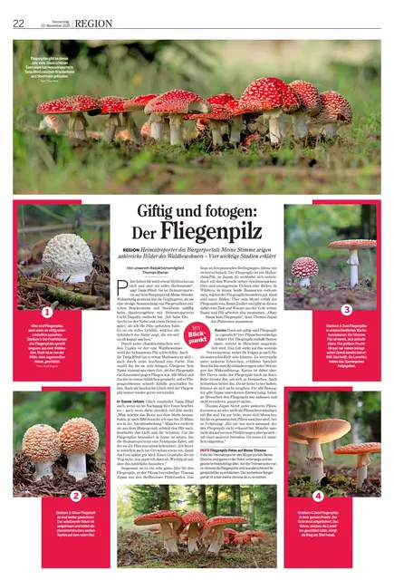 Eine Seite voller Fliegenpilzinfos und - fotos... Sie ist am 20. November in der Zeitung zu finden. | Foto: HSt, Uschi Dugulin, Tanja Blind