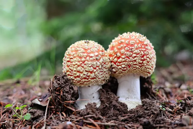 Stadium 2: Diese Fliegenpilze sind weiter gewachsen. Das schützende Velum ist aufgerissen und bildet die charakteristischen weißen Tupfen auf dem roten Hut. | Foto: Uschi Dugulin