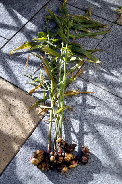 Dieses Jahr haben die gesteckten Rhizome (Wurzelstücke) eine ca. 70 cm hohe Pflanze mit drei kräftigen Trieben wachsen lassen. | Foto: Daniela Somers