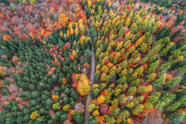 Getupft-glühender Wald von oben gesehen: Diese Perspektive kann nur eine Drohnenaufnahme bieten.  | Foto: Laura Hannemann