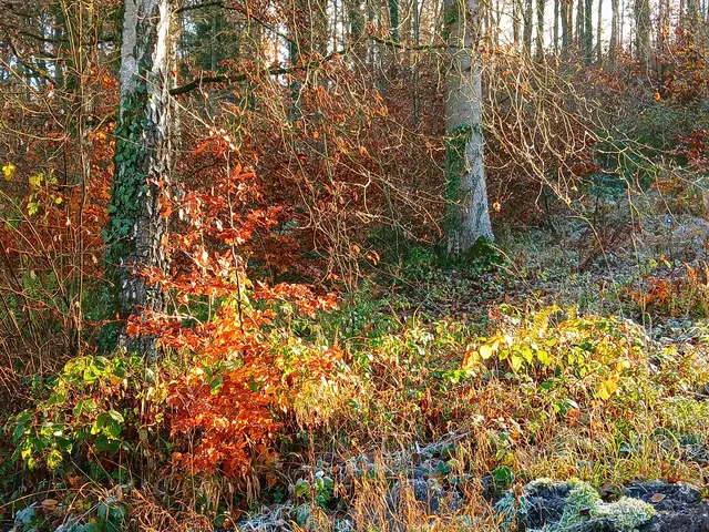 Die Sonne lässt die letzten Herbstblätter golden und gelb leuchten. | Foto: sigischlottke