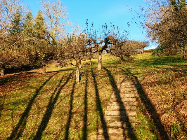 Die Bäume werfen lange Schatten.  | Foto: sigischlottke