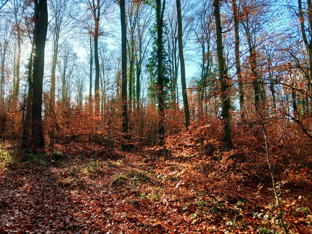 Egal zu welcher Jahreszeit - der Wald ist immer schön. Auch jetzt, kurz vor dem Winter raschelt das bunte Laub unter den Füßen. Ich liebe dieses Geraschel :-).  | Foto: sigischlottke