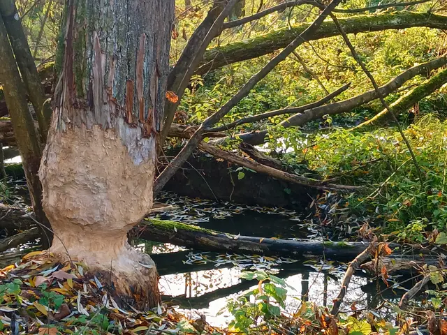 Hier sind die Biber kräftig am Werk.  | Foto: sigischlottke