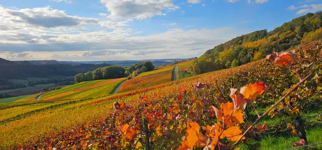 Die bunt-glühenden Weinberge sind immer ein Hingucker. Hier eine Aufnahme aus der Gegend rund um Neuenstein.  | Foto: Heinrich Brehm