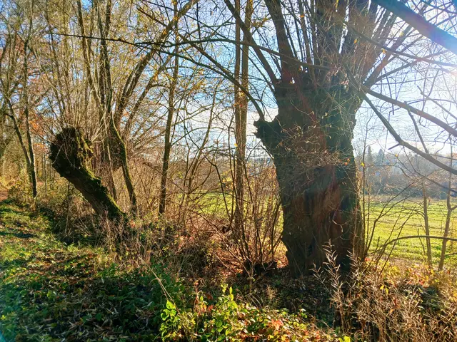 Alte Weiden säumen das letzte Wegstück. 
Eine schöne kleine Tour war's.  | Foto: sigischlottke