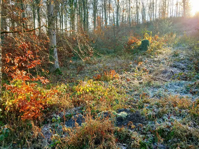 An vielen Stellen verwandelt der Raureif die Gräser in eine weiße Decke.  | Foto: sigischlottke
