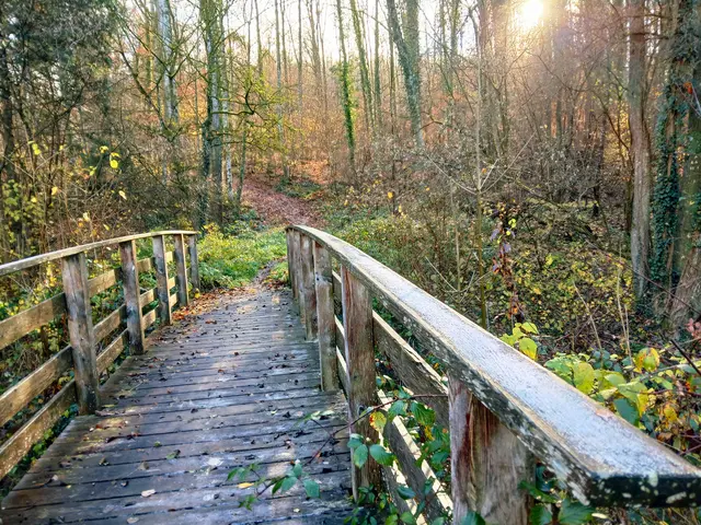 Die kleine Brücke führt weiter in den Wald hinein.  | Foto: sigischlottke