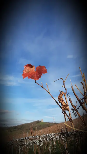 Foto: Annalies Walter