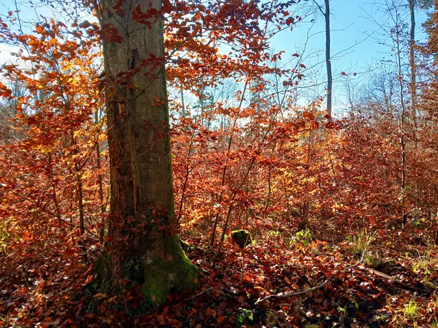 Auch die braunen Blätter sehen in der Novembersonne so warm aus.  | Foto: sigischlottke