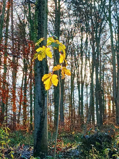 Golden leuchten die letzten Herbstblätter.  | Foto: sigischlottke