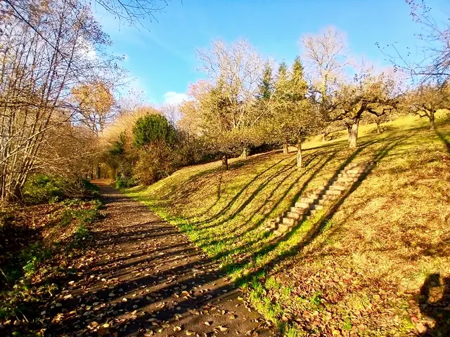 Die Schatten der Bäume haben sich wie Wasserrinnsale über den Weg ausgebreitet. Es sieht ein bisschen verrückt aus.  | Foto: sigischlottke