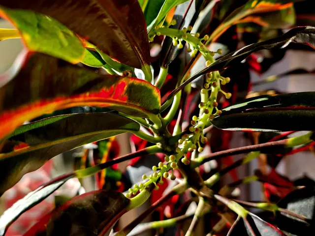 syngonium wendlandii variegata Syngonium Wendlandii – WILDEHAUS main image 0
