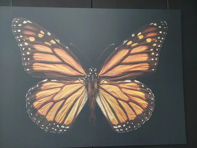 Der Monarchfalter fliegt tausende von Kilometern von Kanada in sein Winterquartier in Mexiko. | Foto: Foto privat