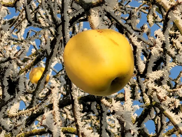 Dem Apfel einer alten Sorte schadet der Frost nicht. | Foto: Hans Peter Schmitt