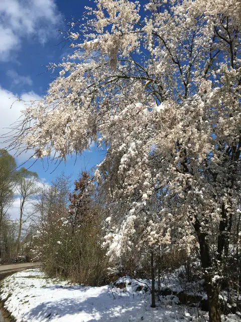 Winterwald | Foto: NLFH