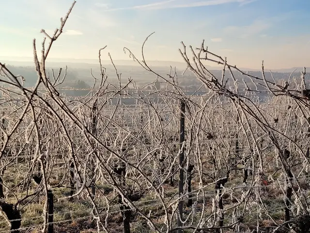 Die Temperatur heute Nacht hätte für einen Eiswein gereicht. | Foto: Hans Peter Schmitt
