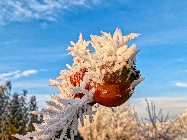 Frostiger Morgen | Foto: Jörg Haffelder