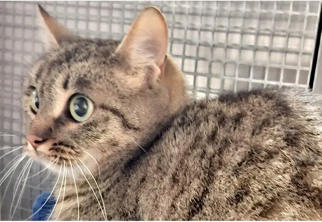 Katze | Foto: Tierheim Heilbronn (freigegeben)